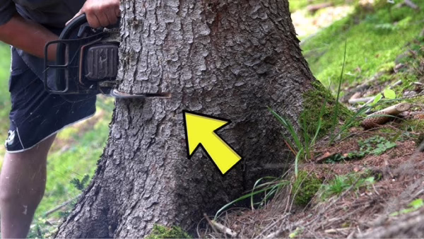 Rude Neighbor Ignores Warning And Cuts His Tree — Then Finds This Inside!